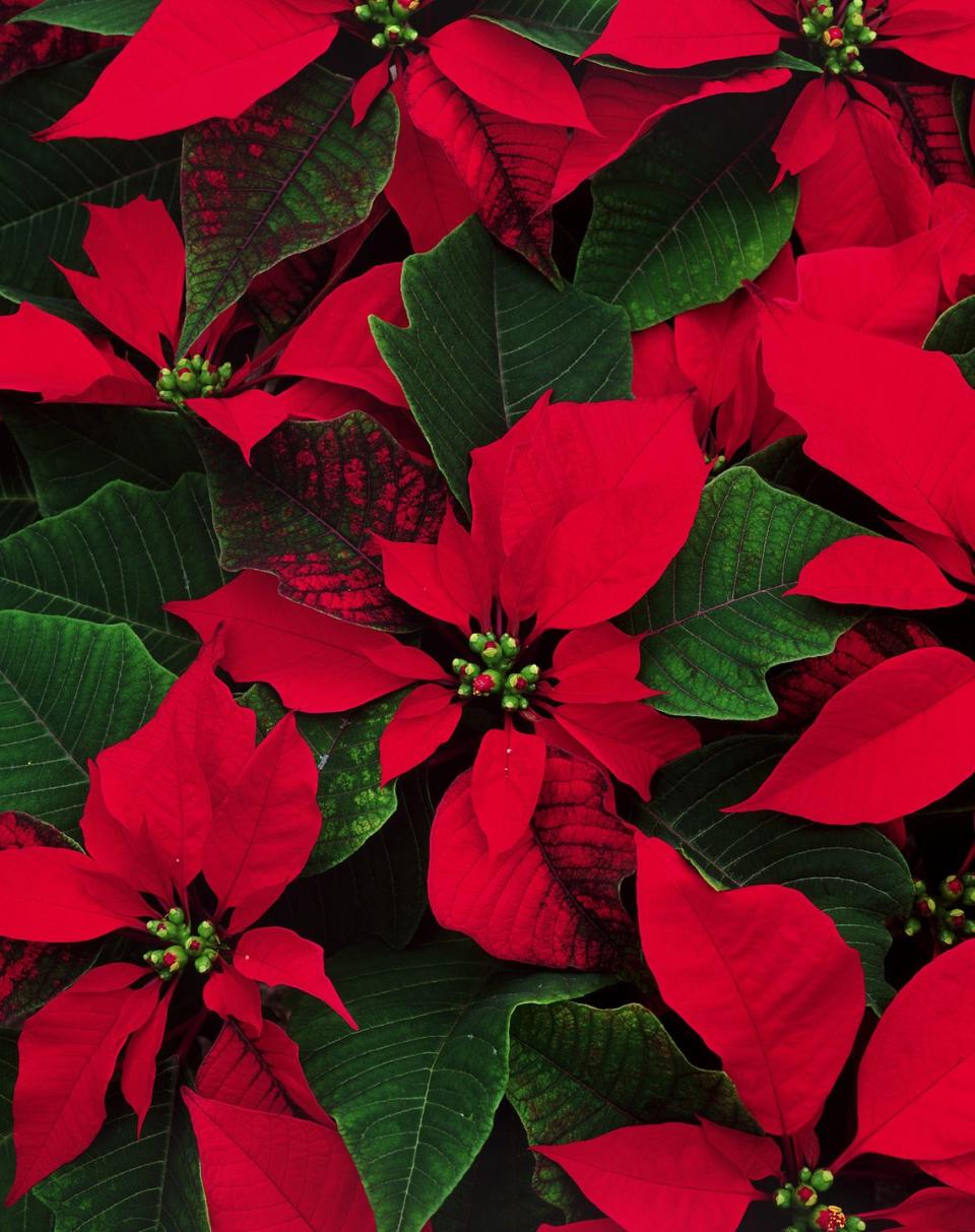 <p><a href="https://www.housebeautiful.com/uk/garden/plants/advice/a994/poinsettia-care-buying-tips/" rel="nofollow noopener" target="_blank" data-ylk="slk:Poinsettias;elm:context_link;itc:0;sec:content-canvas" class="link ">Poinsettias</a> are mildly toxic to dogs but the dangers are hardly ever serious or fatal. The milky white sap from the coloured leaves contains a chemical which can cause nausea, vomiting, drooling and diarrhoea. If you are worried your pup has eaten the plant, head to your local vet for advice. </p>