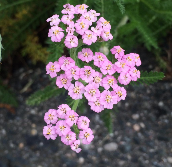 Yarrow