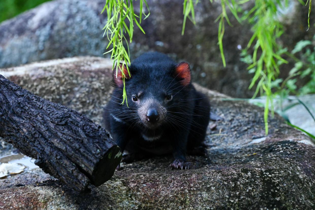 A female Tasmanian Devil at the Night Safari Singapore nocturnal zoo in Singapore. Four of the endangered marsupials were introduced in a new exhibit. 