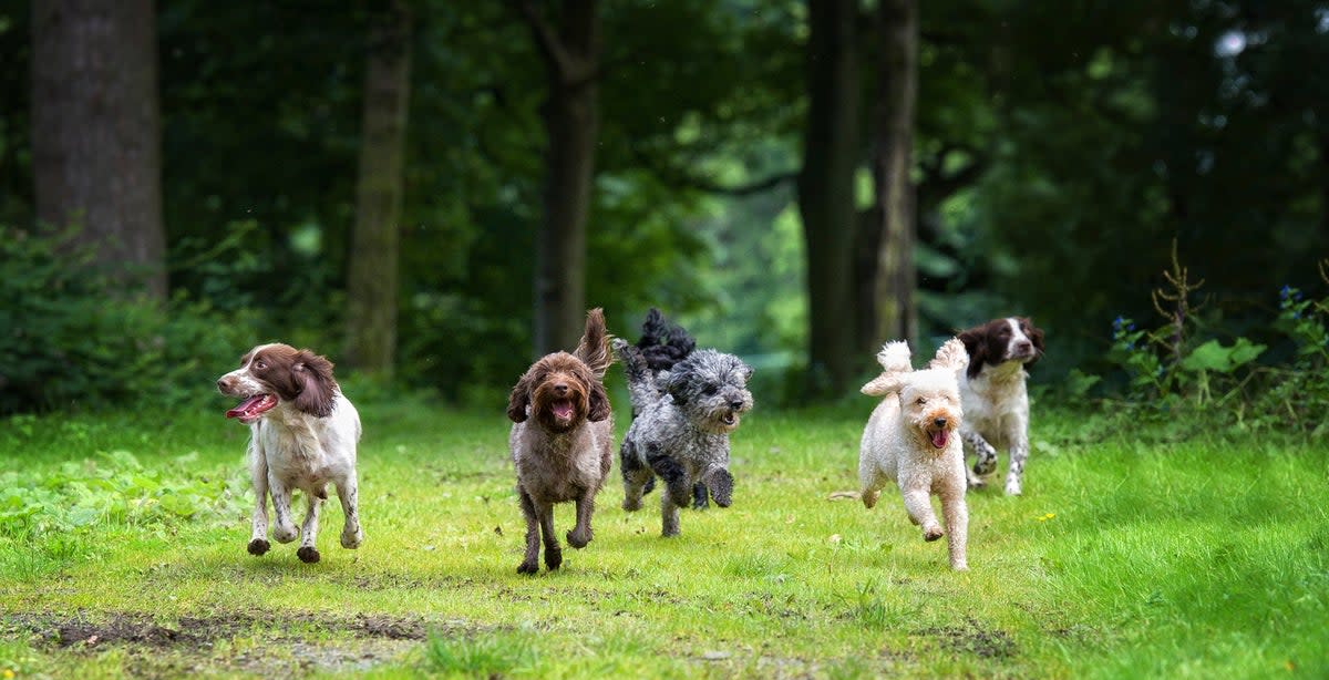 Researchers found that dogs with simpler facial markings tend to be more expressive  (Getty Images/iStock )