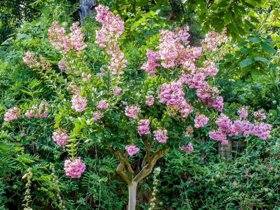 Crepe Myrtle