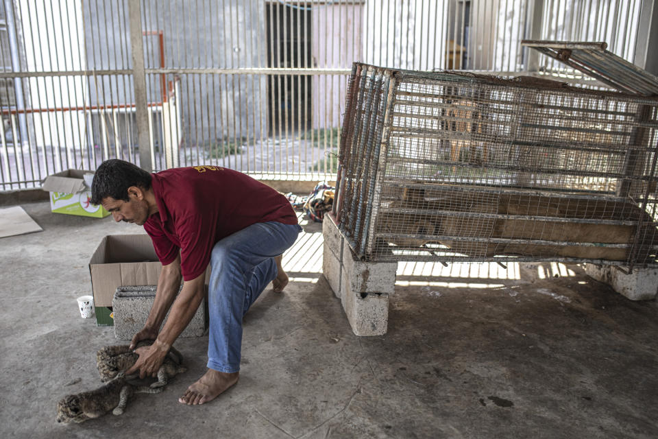 A Palestinian worker takes care of newborn lion cubs at Nama zoo in Gaza City, Saturday, Aug. 13, 2022. The lioness gave birth to three cubs five days after Israel and Palestinian militants ended a fierce round of cross-border fighting that saw thundering Israeli airstrikes and Palestinian rocket fire. (AP Photo/Fatima Shbair)