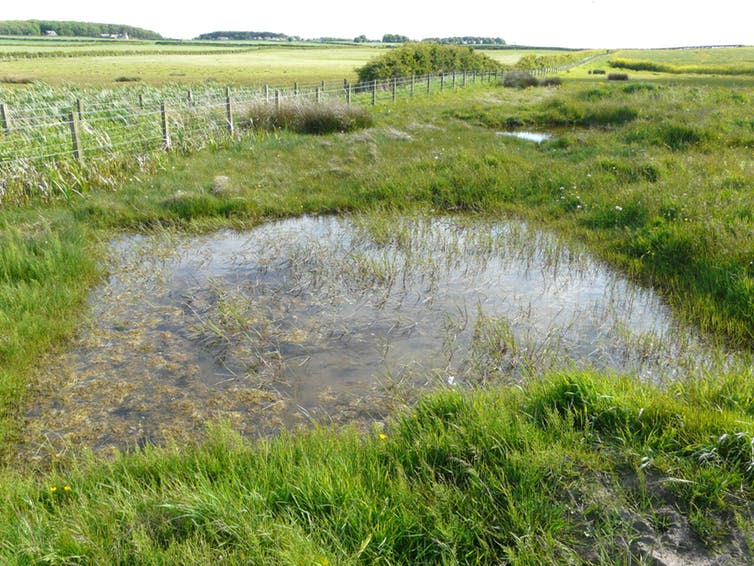 <span class="caption">Ponds are carbon sinks which can fit well in intensively managed landscapes.</span> <span class="attribution"><span class="source">Mike Jeffries</span>, <span class="license">Author provided</span></span>