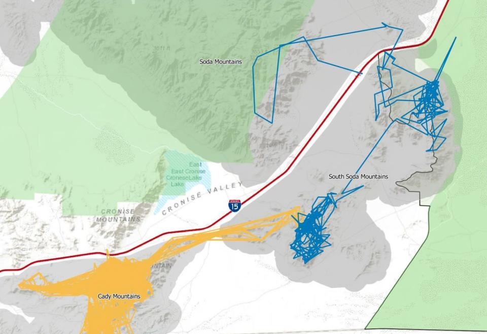 A map shows the movements of two GPS-tracked bighorn sheep which crossed Interstate 15.