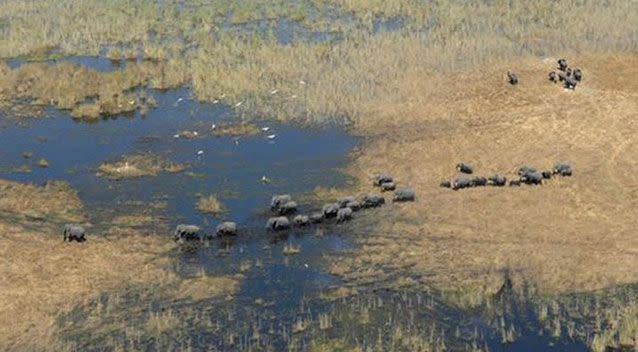 A herd of elephants being studied in Botswana. Source: AAP.