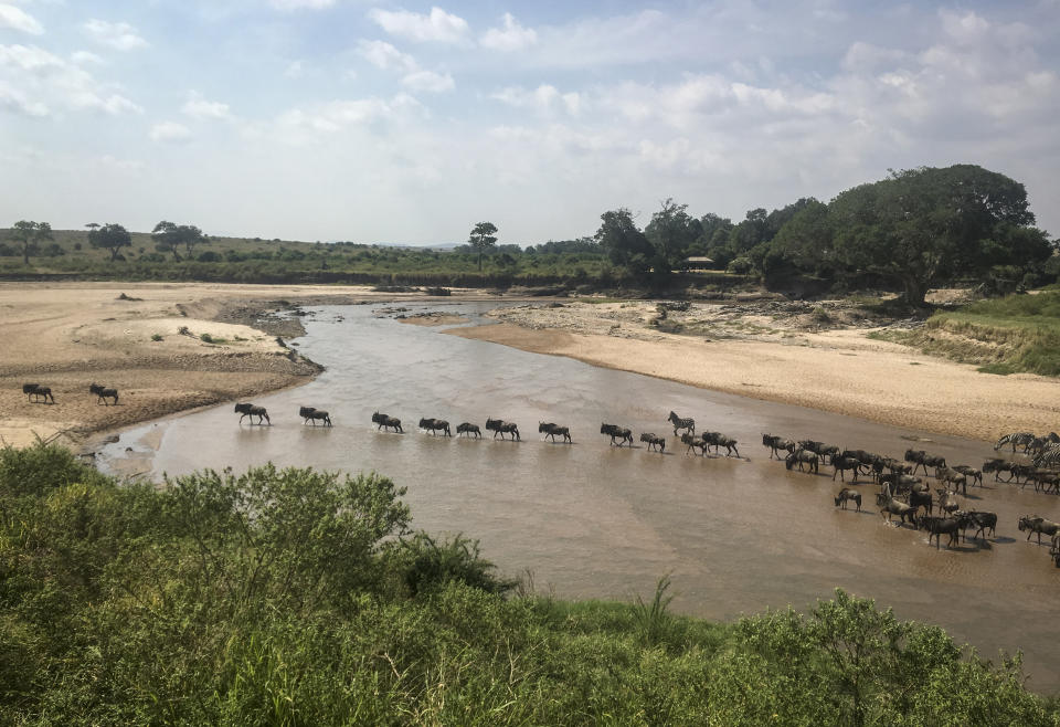 Escena de la migración anual de animales desde el Parque Nacional Serengeti de Tanzania hasta la reserva national Mara Masai de Kenia en foto del 22 de julio del 2020. (AP Photo/Joe Mwihia, File)