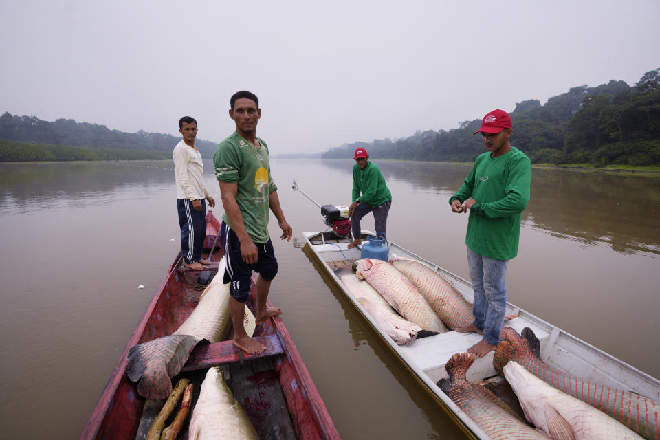 Fishermen join boats to pass fish from the boat used to catch, left, to the motorized one, right, used to transport it faster to the processing ship, in San Raimundo settlement lake, Carauari, Brazil, Tuesday, Sept. 6, 2022. Along the Jurua River, a tributary of the Amazon, riverine settlers and Indigenous villages are working together to promote the sustainable fishing of near magic fish called pirarucu. (AP Photo/Jorge Saenz)