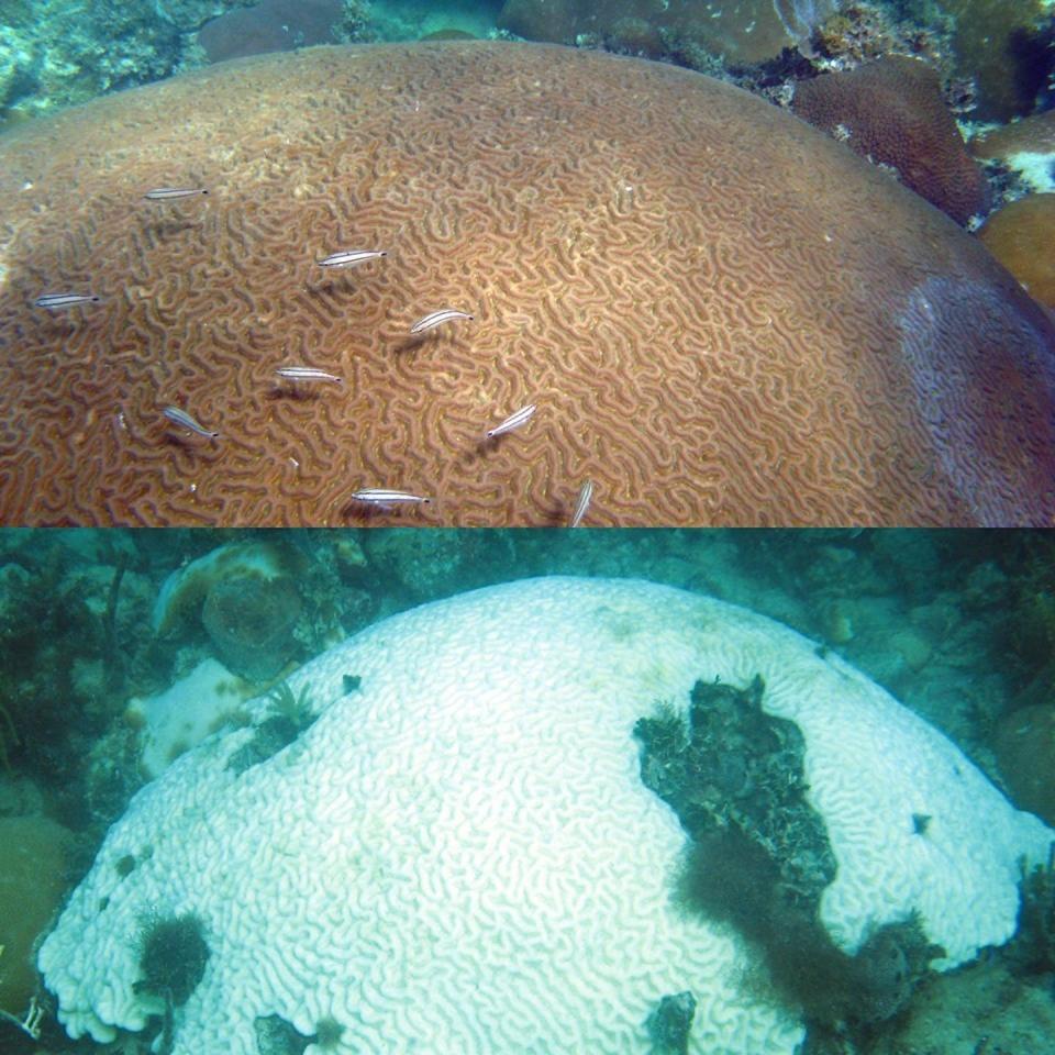 A boulder brain coral, <em>Colpophyllia natans</em>, before and after bleaching during the 2014 marine heat wave in the Florida Keys. Photos by Michael Childress and Kylie Smith