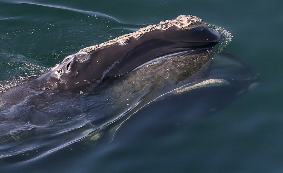 Howlett was freeing a North Atlantic right whale, a similar one pictured,&nbsp;when he was killed. (Photo: Boston Globe via Getty Images)