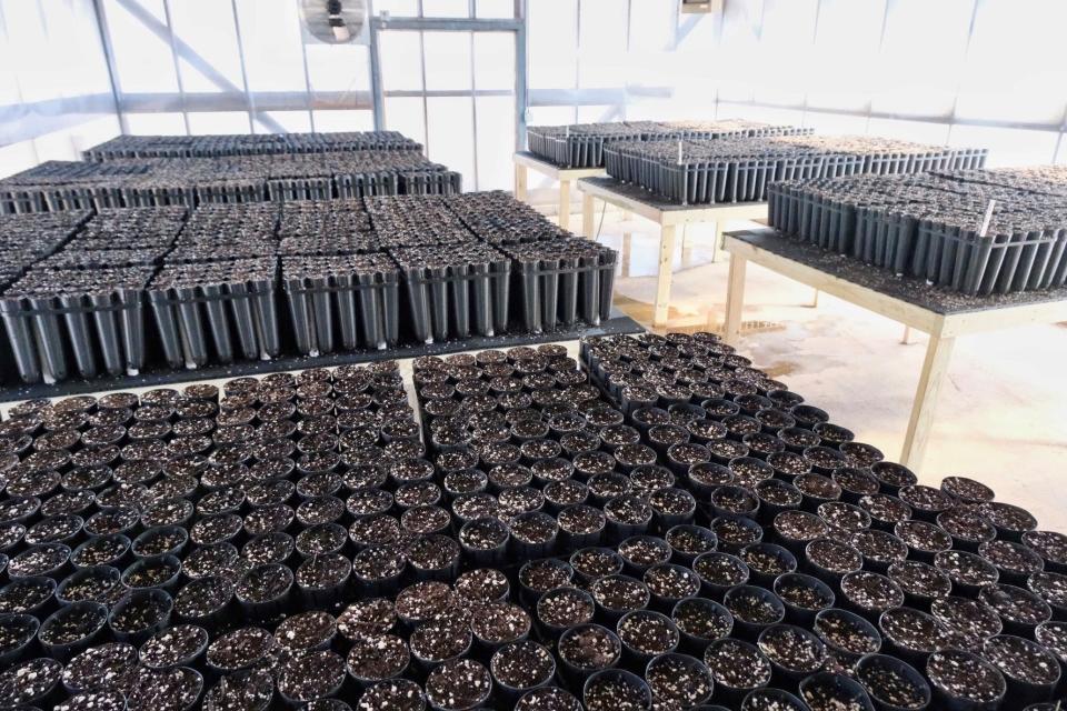 Tree seedlings being started at the new Buckeye State Tree Nursery at the site of the former Zanesville Tree Nursery.