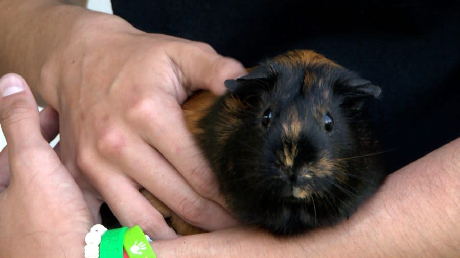 Guinea pig left alive after Reedley attack.