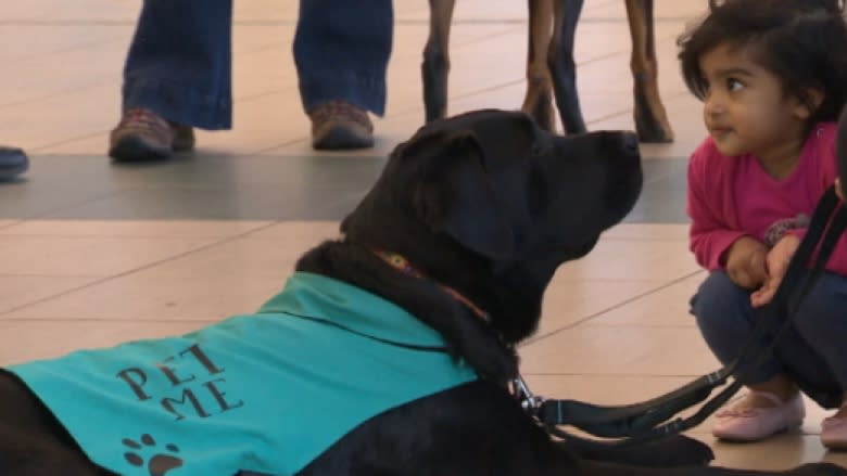 Edmonton Airport travellers helped by therapy dogs