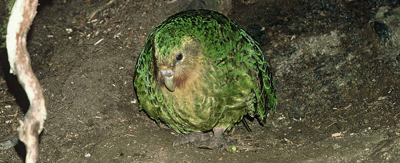 A kākāpō booms in his bowl<br>Image: Don Merton | <a href="https://www.doc.govt.nz/footer-links/copyright/" rel="nofollow noopener" target="_blank" data-ylk="slk:Department of Conservation (NZ);elm:context_link;itc:0;sec:content-canvas" class="link ">Department of Conservation (NZ)</a>