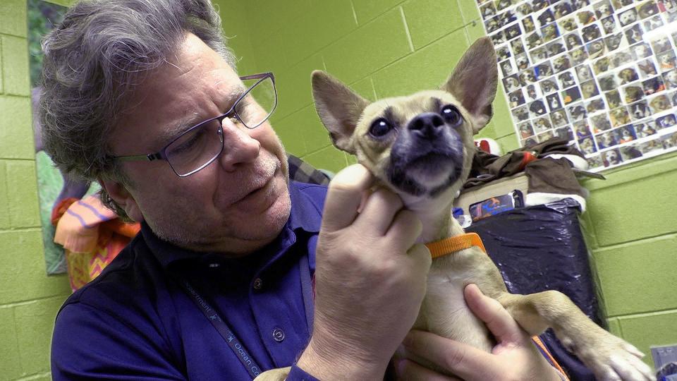 Brian Lippai from the Ocean County Health Department scratches Oakley, a one year old female Chihuahua, at the Northern Ocean County Animal Facility in Jackson Township Thursday, January 5, 2023.  The dog was rescued from the Brick hoarding home.