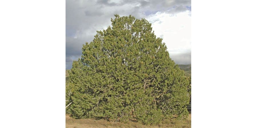 State tree: Nut pine or piñon tree | Photo Courtesy: NM Sec. of State