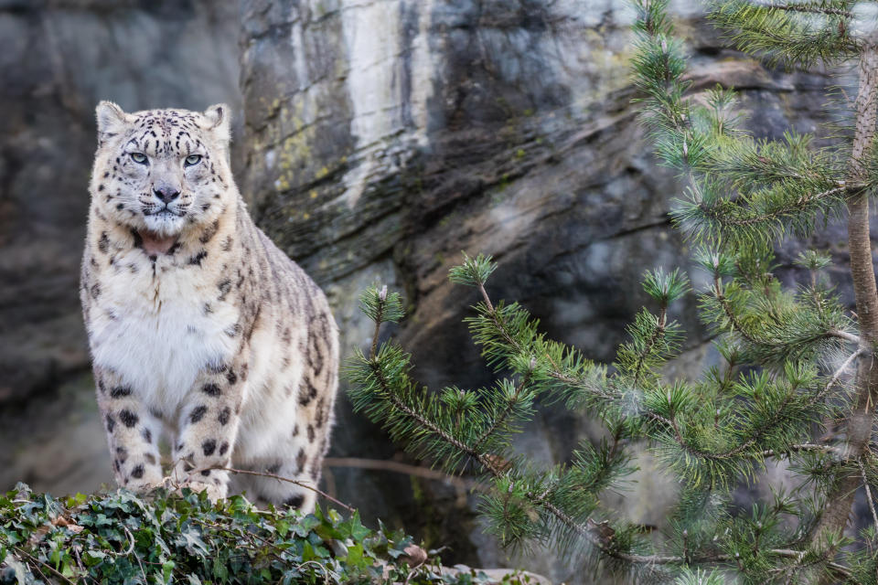 Adult Snow Leopards can kill prey three times their own weight. (GETTY)