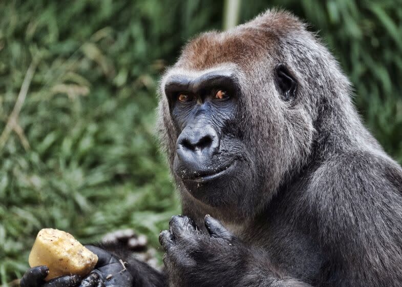 A female western lowland gorilla named Evelyn 42, takes a morning ice treat at the Los Angeles Zoo on Thursday, July 12, 2018. (AP Photo/Richard Vogel)