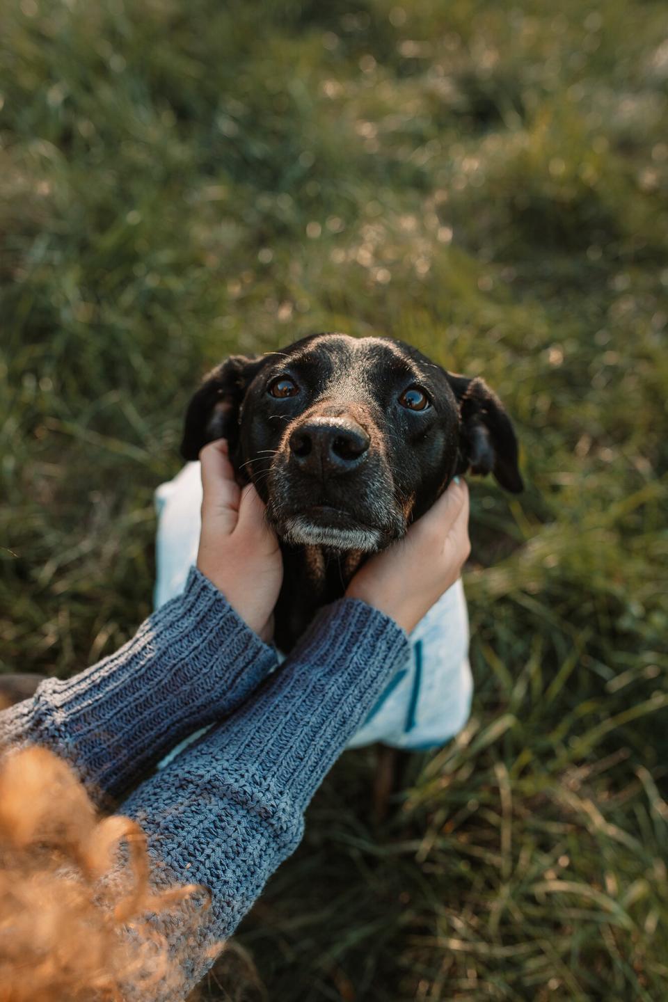 End of Life Pet Images