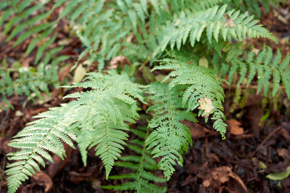 ferns with mulch beneath them