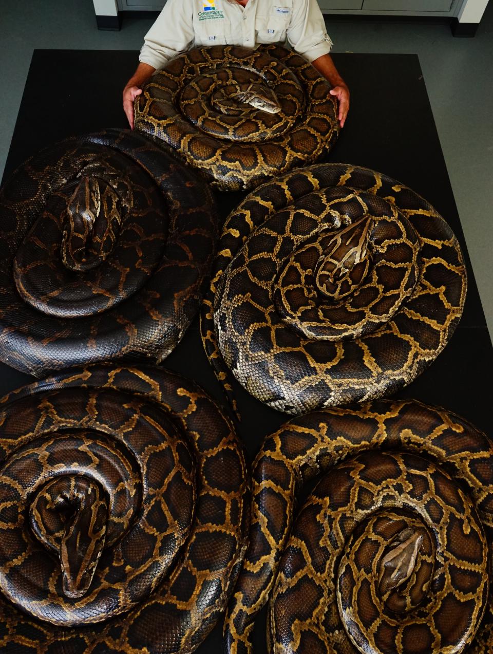 Adult female pythons at Conservancy of Southwest Florida’s invasive species lab located by tracking a female scout snake.