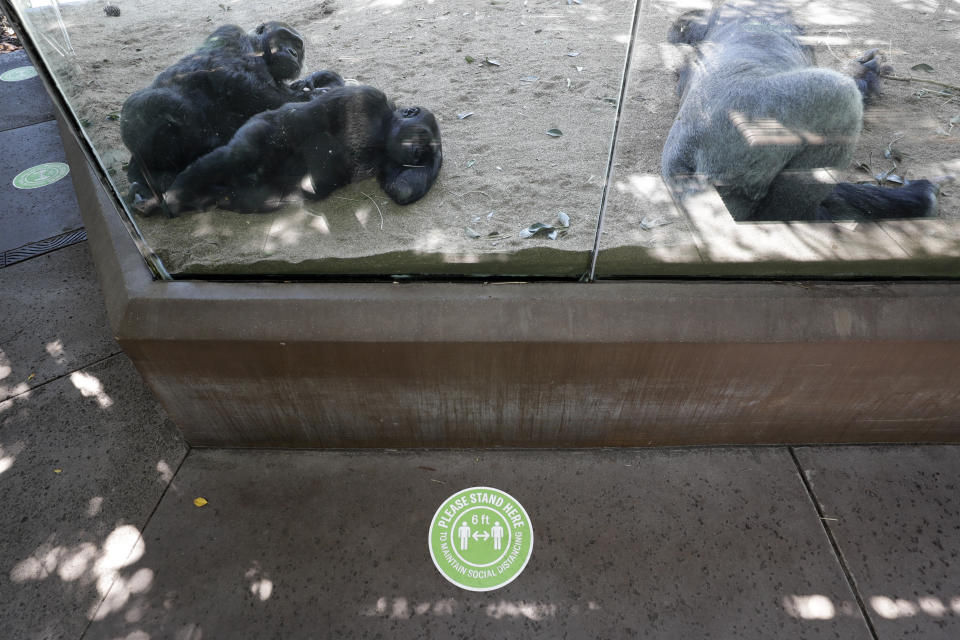 Gorillas rest in their enclosure as a sign on the asks visitors to maintain social distancing before the reopening of the San Diego Zoo, Thursday, June 11, 2020, in San Diego. California's tourism industry is gearing back up with the state giving counties the green light to allow hotels, zoos, aquariums, wine tasting rooms and museums to reopen Friday. (AP Photo/Gregory Bull)