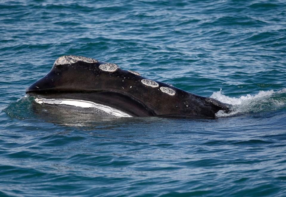 A North Atlantic right whale feeds on the surface of Cape Cod bay off the coast of Plymouth, Mass., March 28, 2018. Scientists released new data on Monday, Oct. 24, 2022, that showed a vanishing species of whale declined in population by about 2% last year.