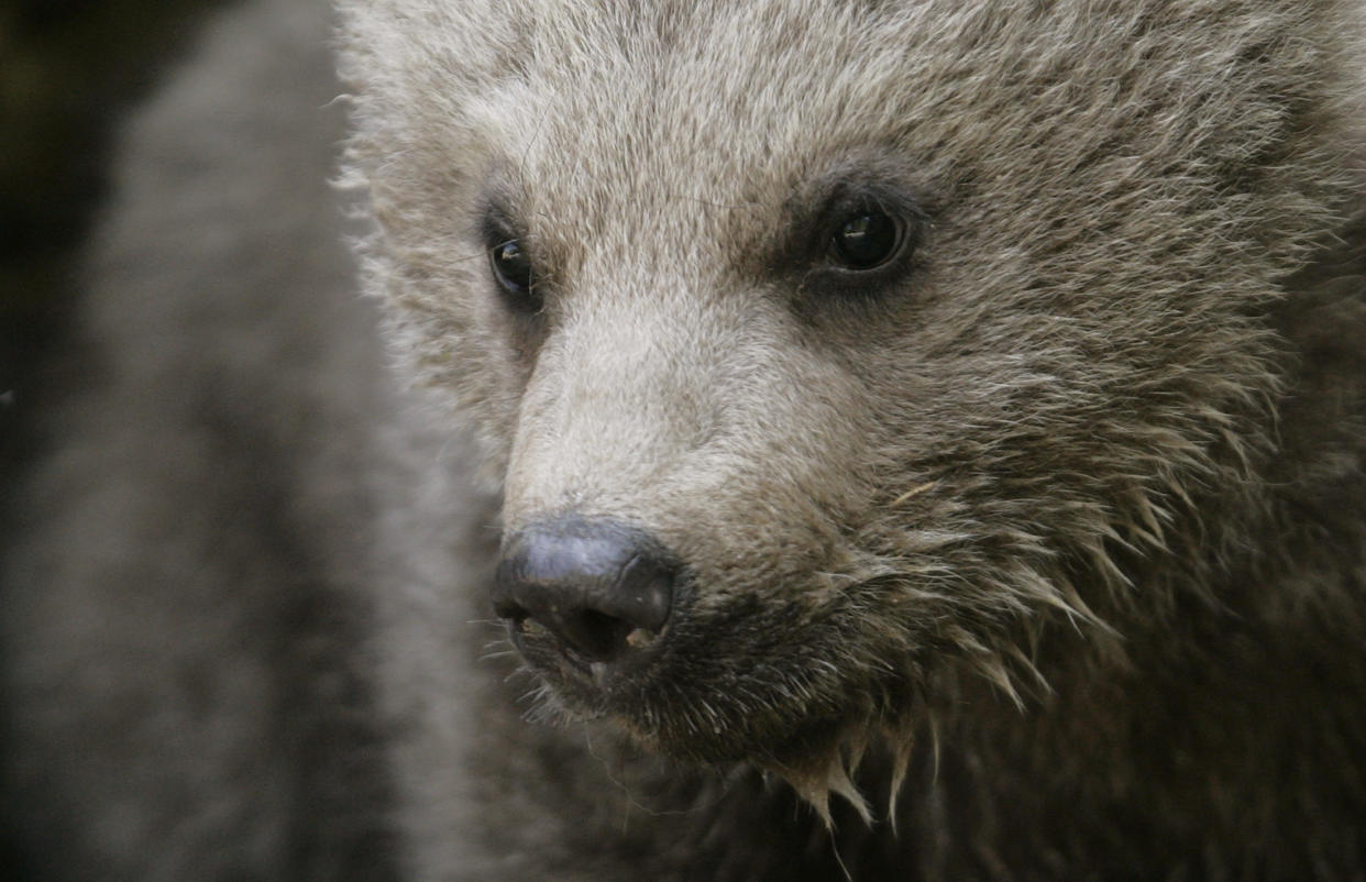 The Syrian brown bear cub Takis plays during the first walk outside the cave at the zoo in Goldau, central Switzerland May 14, 2008. The male cub was born in the zoo on January 26, 2008. REUTERS/Michael Buholzer (SWITZERLAND)