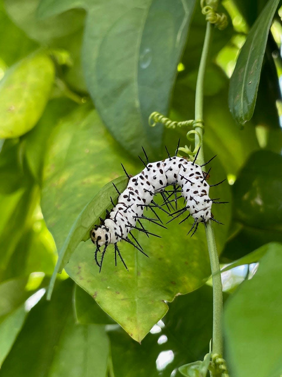 A caterpillar of the zebra heliconian on a passionvine.