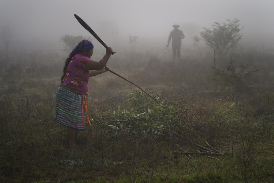 FILE- Magdalena Hernández Santiz cuts weeds using a machete as her husband, Pedro Cruz Gomez, sprays their field with herbicides before planting corn in the Tojolabal village of Plan de Ayala, Chiapas state, Mexico, May 2, 2024. Seventy years ago, Mexican women won the right to vote, and today the country is on the verge of electing its first woman president. Yet some of the Indigenous women who will vote in Sunday’s national election still don’t have a voice in their own homes and communities. (AP Photo/Marco Ugarte, File)