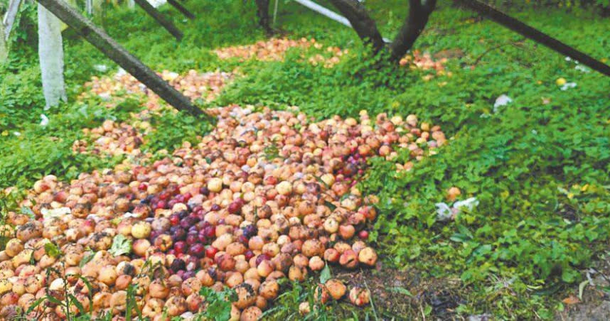 受豪大雨影響，梨山地區水蜜桃已出現裂果、腐爛等情況，中橫便道又要等10日才搶通，對農民更是雪上加霜。（圖／台中市議員古秀英提供）