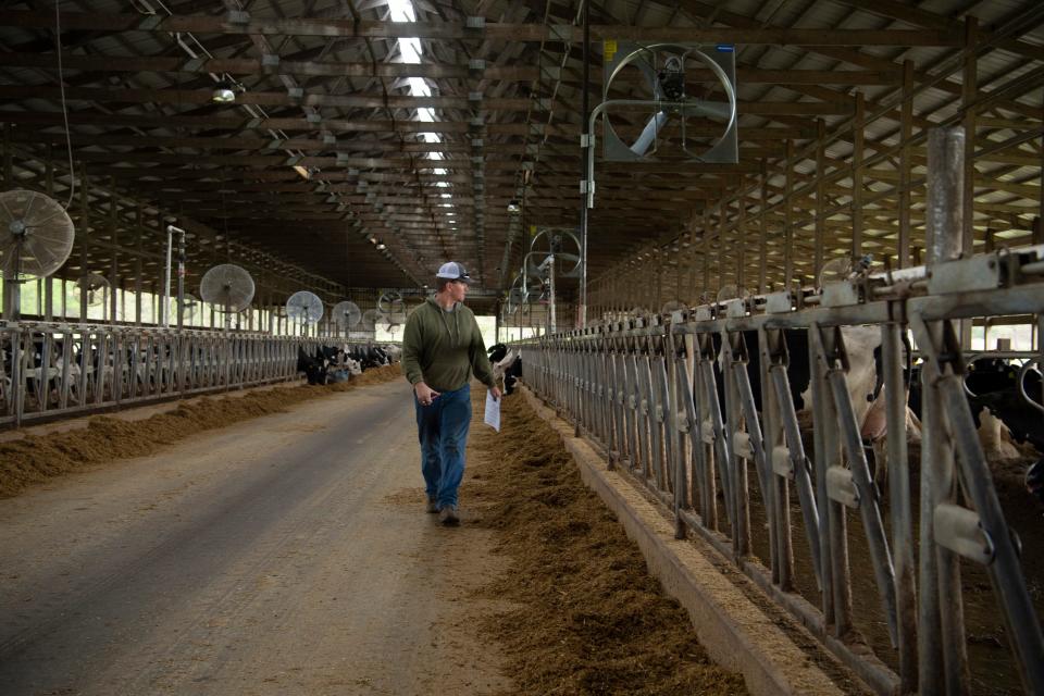 Brian Rexing, co-owner of New Generation Dairy in Owensville, Ind., walks the barn checking on his Holstein dairy cows April 30.