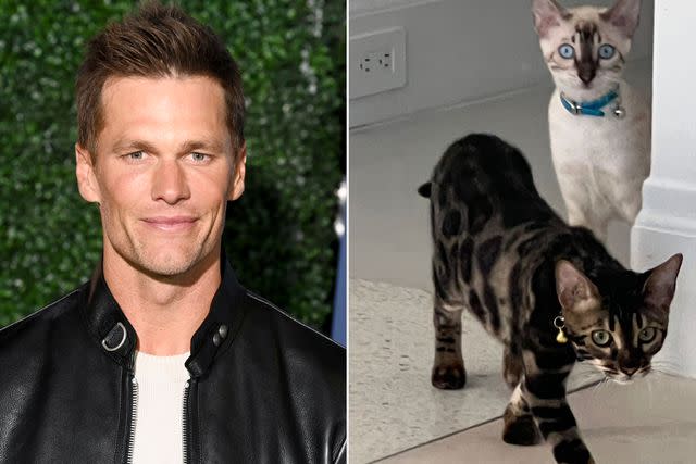 <p>Gilbert Flores/Variety via Getty Images; Tom Brady Instagram</p> Tom Brady posts two of his kittens on Instagram