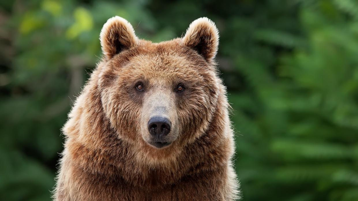  Grizzly bear facing camera. 