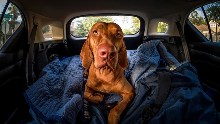 Road Trip Tips for Dog Owners