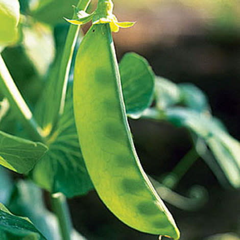 Sugar snap peas