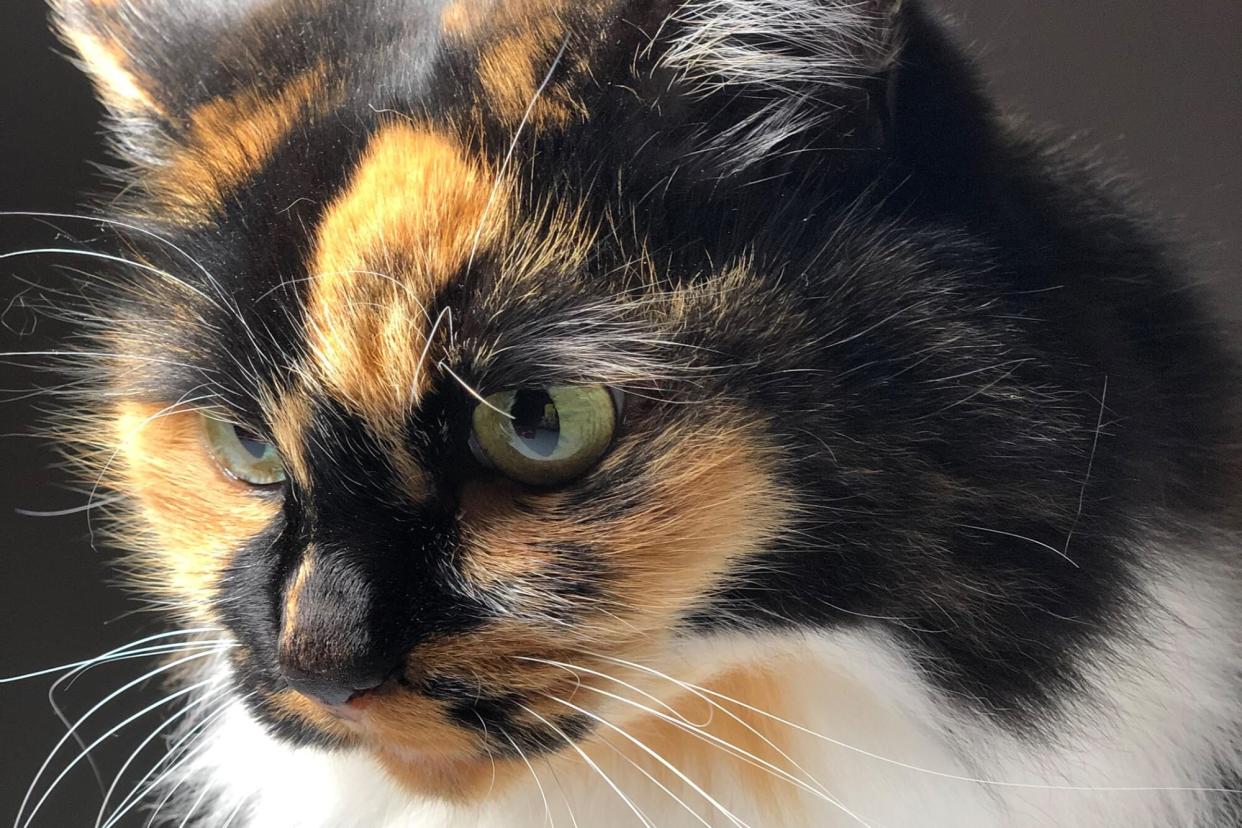 bandit the tortoiseshell guard cat