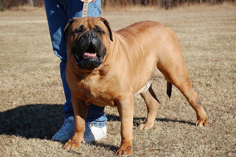 Bullmastiff