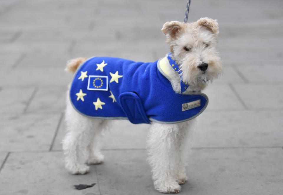 A dog at an anti-Brexit march over the weekend (EPA)