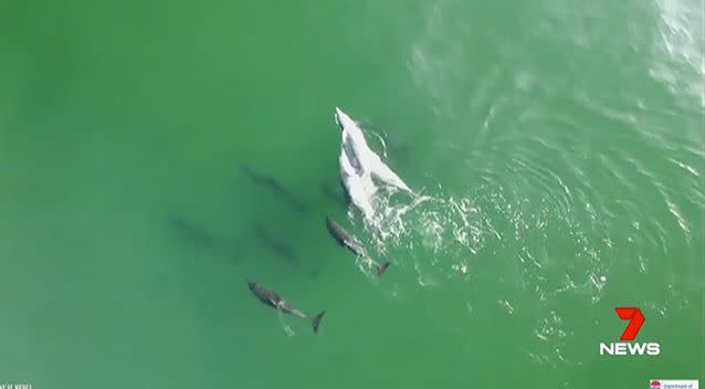 The eye in the sky spotted hundreds of sharks along the coast. Photo: 7 News