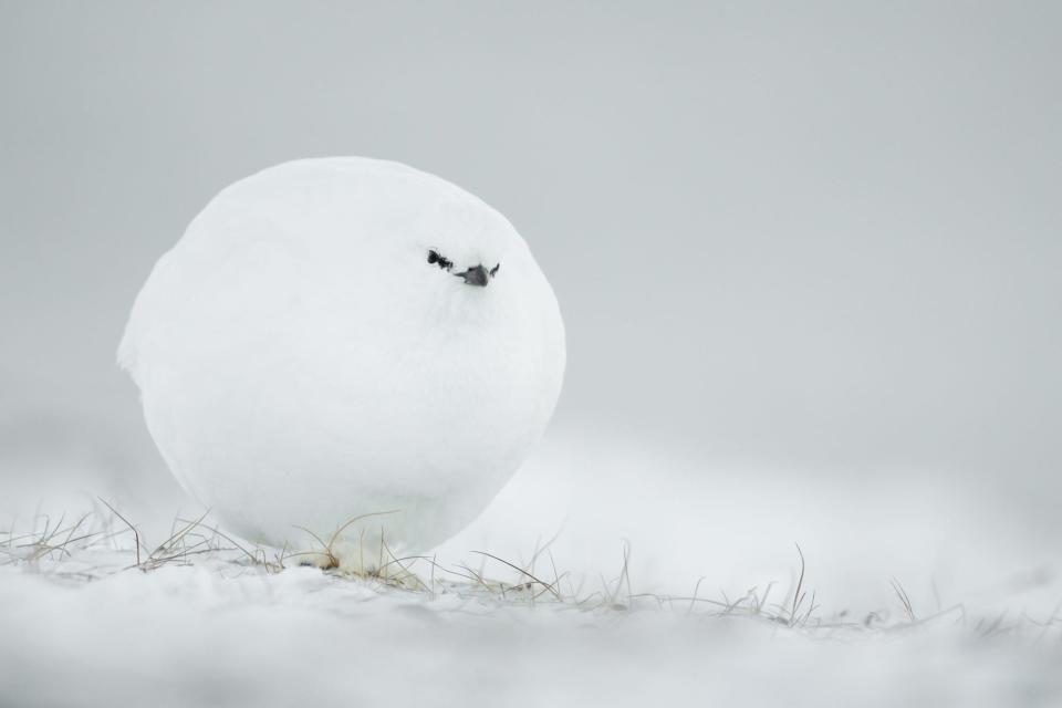 A white grouse looking circular in a snowy scene.