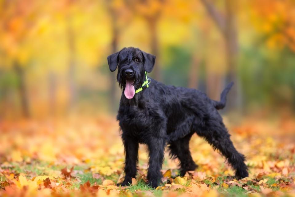 giant schnauzer standing in park