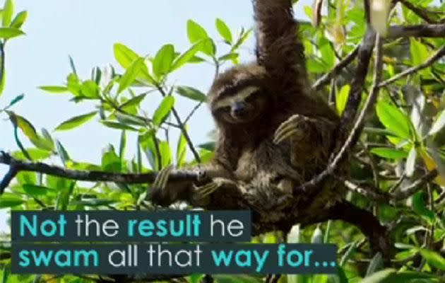 His love mission looks to be in vain, until the sloth hears another female call. Photo: Facebook/bbcearth