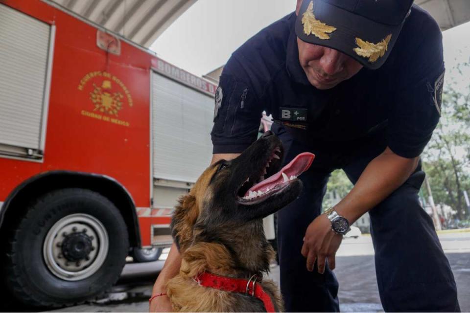 animales de compañía en el trabajo