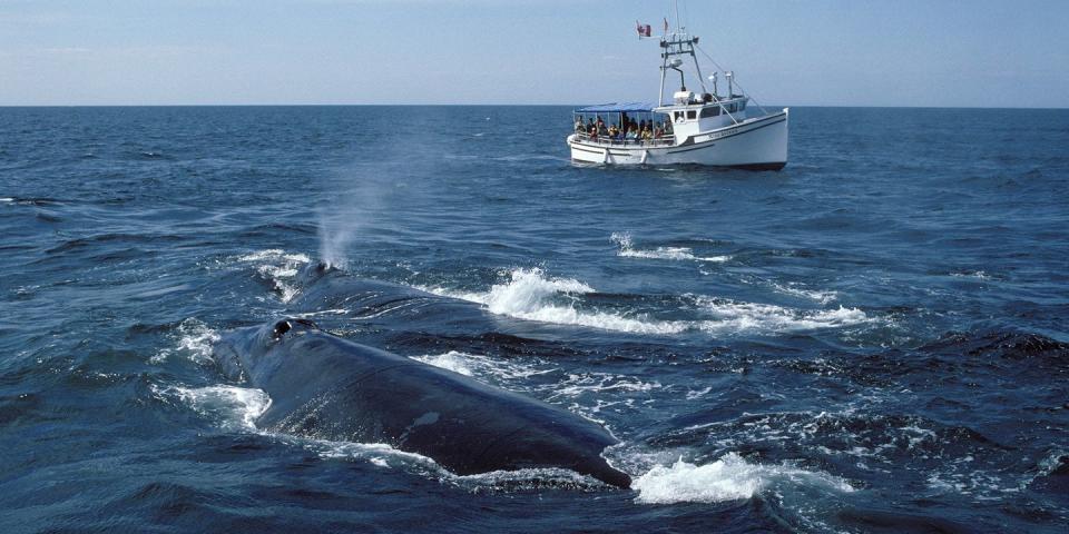 7) New Brunswick: Go Whale Watching