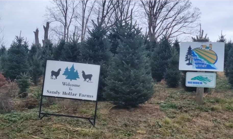 Sandy Hollar Farms in Sandy Mush just North of Leicester grows Christmas trees on 200 acres of farmland. The farm begins selling the trees on Nov. 25.