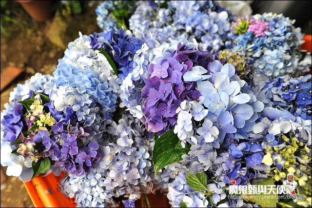 陽明山竹子湖繡球花地圖懶人包~2015/6/9花況（上篇）