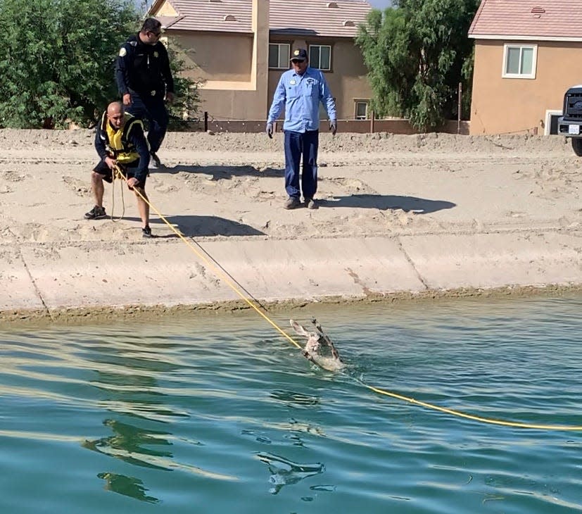 An Indio, Calif., police officer helps rescue a deer that had been trapped in a canal.