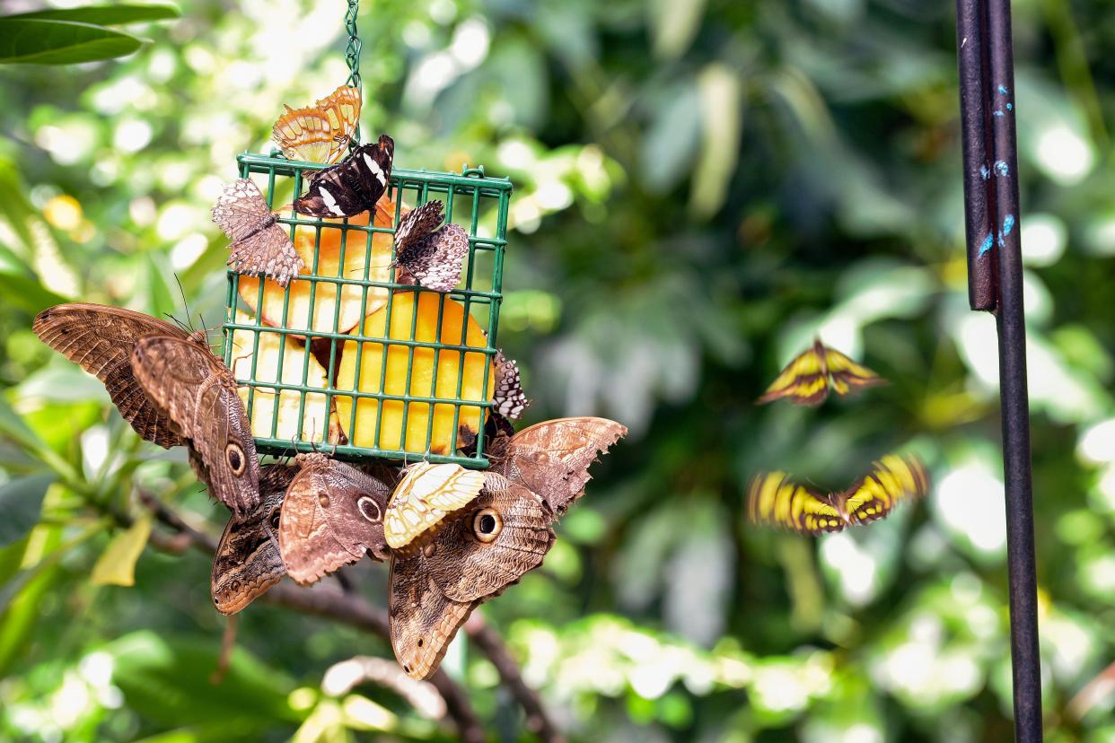 Butterflies flock to a feeder containing large pieces of fruit on Thursday, September 3, at the Butterfly House and Aquarium in Sioux Falls.