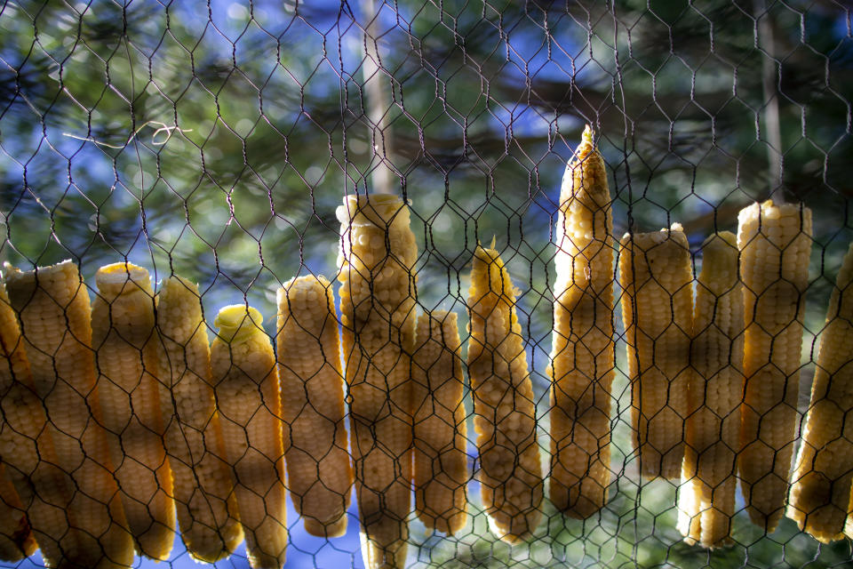 Corn sits on a drying rack at the home of Norma and Eugene “Hutch” Naranjo in Ohkay Owingeh, formerly known as San Juan Pueblo, in northern New Mexico, Sunday, Aug. 21, 2022. Friends and relatives of the Naranjos gather every year to make chicos, dried kernels used in stews and puddings. (AP Photo/Andres Leighton)