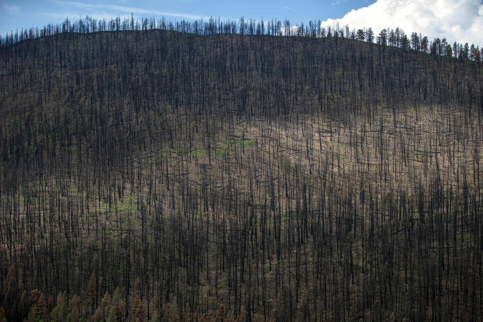 Burned pine trees stand in the Carson National Forest in northern New Mexico, Wednesday, Aug. 24, 2022. Large areas of the northernmost New Mexico national forest were ravaged by the Hermit's Peak and Calf Canyon wildfires in April 2022. (AP Photo/Andres Leighton)